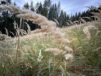 Zbudza – 7.135 m2 ORNÁ PÔDA a LES