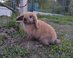 Minilop, zakrslý králik baranček