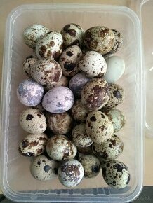 Prepeličie vajcia nasadove