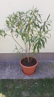 Oleander