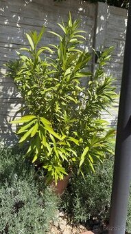 Oleander na kmienku - krása Stredomoria u Vás doma