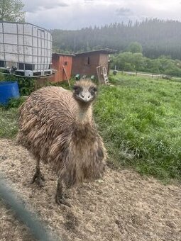 Emu pár