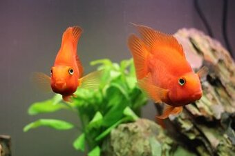 King parrot fish