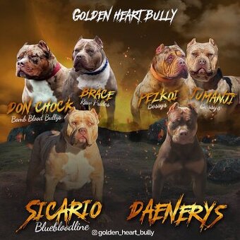 American Bully XL (Pitbull XXL)