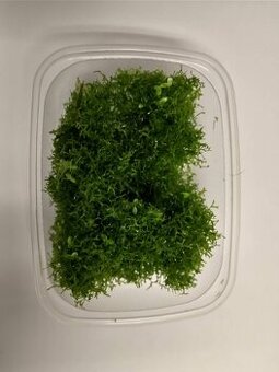 Riccia fluitans