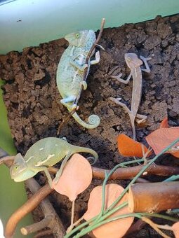 Chameleon jemensky