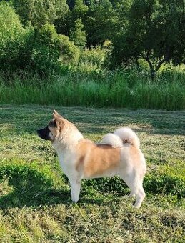 Americká Akita