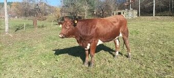 Predam hovädzie mäso