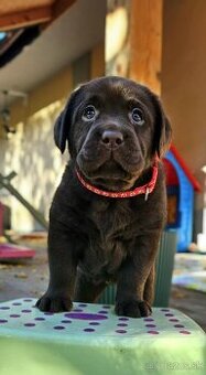 labrador šteniatko s PP
