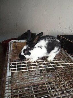 Predám 4 mesačné krížence NOS+BO