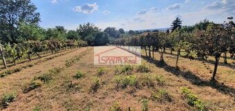 EXKLUZÍVNE NA PREDAJ VINICA V LEVICIACH, ID 429 - 1