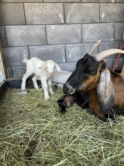 Predám Anglonúbijske kozy