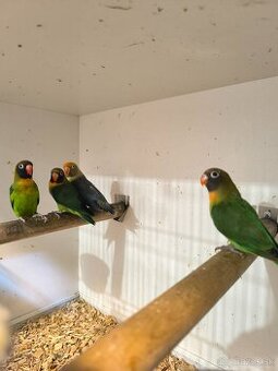 Agapornis Hnedohlavý