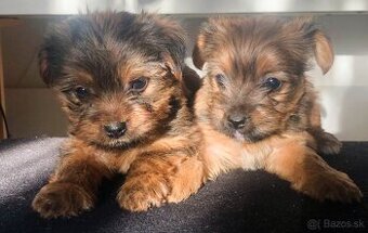 Predaj yourkshire teriér