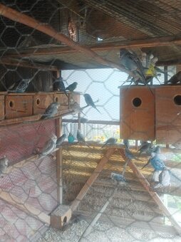 Predám čínsku prepeličku a výstavné andulky