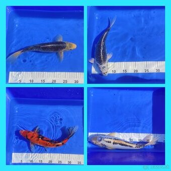 Koi kapor