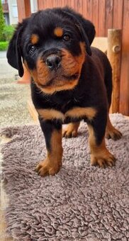 Rotvajler, Rottweiler s PP