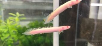 Polypterus senegalus Bichir Albino