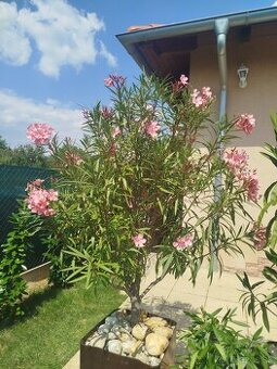 Oleander ružový