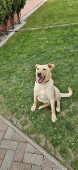 Darujem psa (labrador)