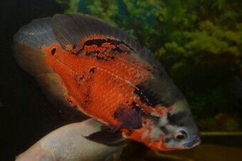 Astronotus ocellatus