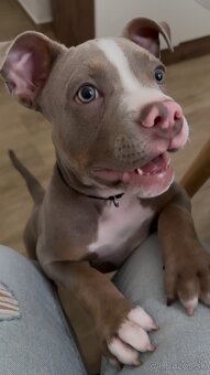 American bully