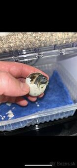 Suchozemska korytnacka