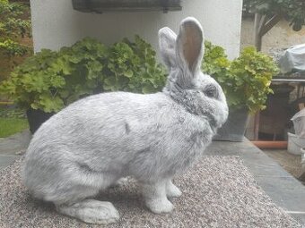 Vss - Veľký svetlý strieborný