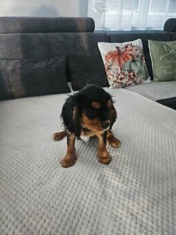 Cavalier