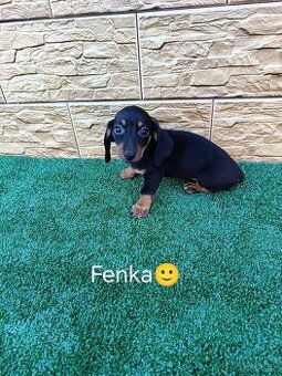 Jazvečík trpaslici