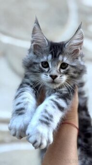 ⚜️Freya⚜️s PP Maine Coon Mainská Myvalia