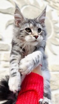 ⚜️Freya⚜️s PP Maine Coon Mainská Myvalia