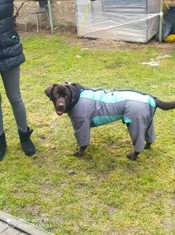 Oblečenie pre väčšieho psa