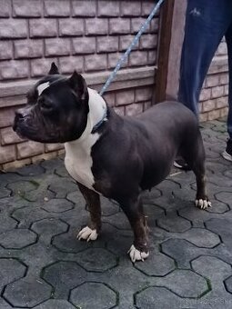 American bully