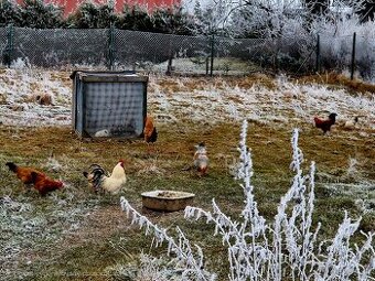 Kohúty liliputky, krížence