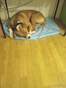 Darujem Amerického staforda