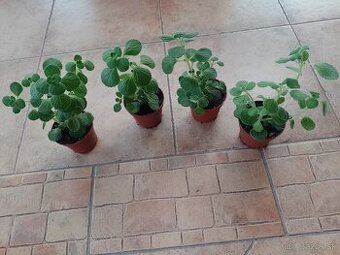 Nadchovnik/rimovnik 1ks/3,50€+posta