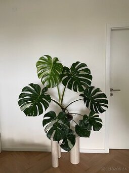 Monstera Thai constellation velka