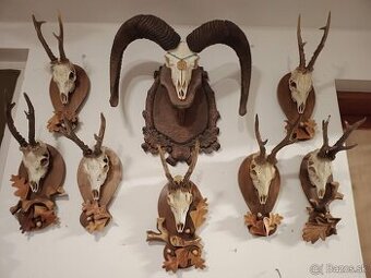 Trofej trofeje parohy parožie zhody.,.