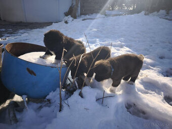 Americká Akita štěňátka s PP prodám