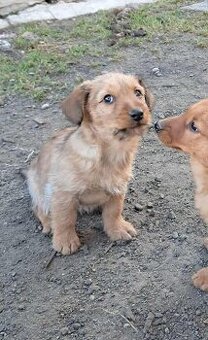 Predám šteniatko jazvečíka s bradáčom