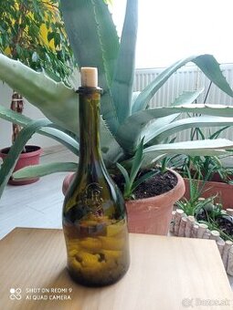 Agáve Americké tinktúra Aloe Vera 50 ml