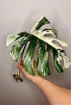Monstera albo variegata odrezok rastlina