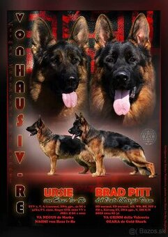 Stenata Nemecko ovciaka