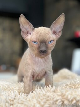 Kocúrik Sphynx