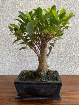 Fikus Ficus Retusa bonsaj4