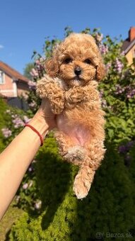 Maltipoo MINI