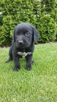 LABRADOR keverék kiskutyák eladóak