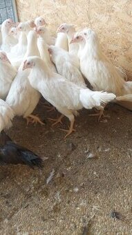 Sliepky mladky leghorn a vlaška jarabičia