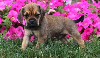 Dve krásne šteniatka Puggle, samec a samica, sú pripravené.